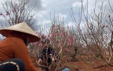 Đắk Lắk: Hoa Tết ế ẩm, chủ vựa hoa “méo mặt” vì Covid-19