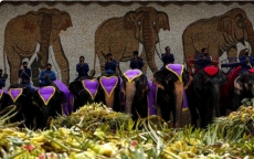Thái Lan đãi tiệc buffet hàng tấn hoa quả cho gần 60 con voi