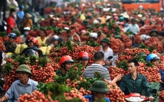 Thương nhân Trung Quốc được cấp phép vào Bắc Giang mua vải thiều