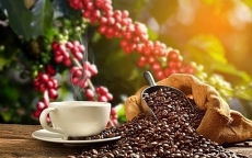 Xuất khẩu cà phê sang Hoa Kỳ giảm về lượng, tăng về trị giá