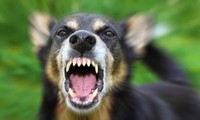 Một con chó bị bệnh dại lao vào cắn 5 người ở Đồng Nai