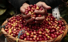 Giá nông sản hôm nay 10/3: Sau giảm, giá cà phê tăng trở lại, giá tiêu giảm mạnh