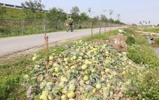 Rau củ thu hoạch đổ bỏ đầy đồng, Bộ NN-PTNT yêu cầu kiểm tra