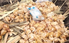 “Chặn đường” gần 500 kg thịt gà đã bốc mùi hôi thối trên đường đi tiêu thụ
