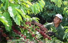 Các tỉnh Tây Nguyên sử dụng phần lớn giống mới để trồng tái canh cà phê
