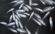 Quảng Ngãi: Cá chết nổi trắng sông Bàu Giang