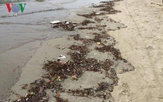 Biển Đà Nẵng lại ngập rác chỉ sau một trận mưa