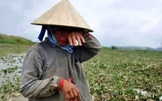 Nông sản Việt mất giá, không thể trách mình nông dân