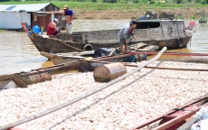 Đã có hơn 1.500 tấn cá bè trên sông La Ngà bị chết