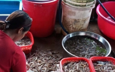 Cà Mau: Giá tôm giảm mạnh, nông dân “treo ao” vì thua lỗ