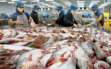 Những rào cản lớn nhất trong xuất khẩu cá tra Việt Nam