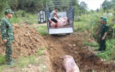 Giá lợn hơi 'chọc thủng' ngưỡng 51.000đ/kg, lợn Trung Quốc 'tràn' vào Việt Nam