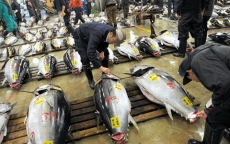 Nhật Bản: Chợ đấu giá cá ngừ nổi tiếng ‘điêu đứng’ vì nắng nóng