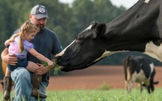 Sữa organic 'thực thụ' gặp khó ở Mỹ