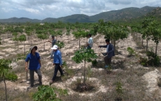 Bình Thuận: Chỉ đạo làm rõ những bất cập trong việc cho thuê đất