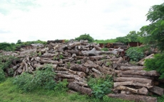 TP.HCM lãng phí cả ngàn mét khối gỗ công: Giá bán rẻ bất ngờ!