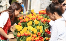 Lễ hội hoa tulip lớn nhất Việt Nam tại Sun World Ba Na Hills