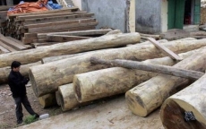 Bảy người Việt bị án bảy năm tù ở Campuchia vì buôn lậu gỗ