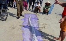 Hà Tĩnh: cá hố “khủng” chết rôi dạt vào bờ biển