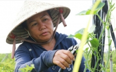 Trở thành nữ đại gia nhờ công nghệ trồng ớt sạch ở Củ Chi