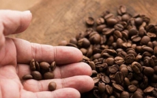 Cà phê Việt: Bỏ ngỏ chế biến sâu cho khối ngoại