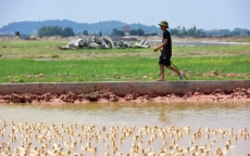 Hàng trăm dự án bỏ hoang tại Hà Nội