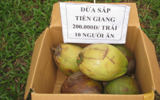 Dừa sáp 250.000 đồng/quả, nông dân rủ nhau mua dừa giống về trồng