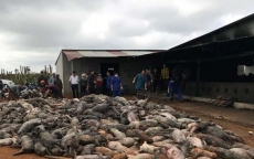 Đắk Nông: Hơn 1.200 con lợn chết cháy do sự cố chập điện