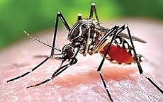 Nguy cơ bệnh sốt rét bùng phát ở Phú Quốc