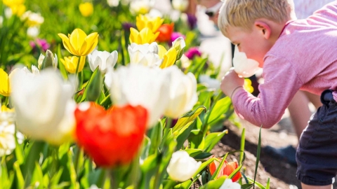 Khám phá lễ hội hoa Floriade