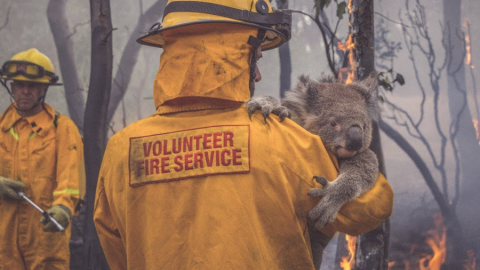 350 gấu koala thiệt mạng trong biển lửa