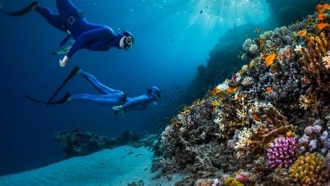 'Bí kíp' bảo vệ rạn san hô khi du lịch