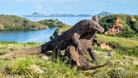 Các dự án của Indonesia có thể gây hại rồng Komodo