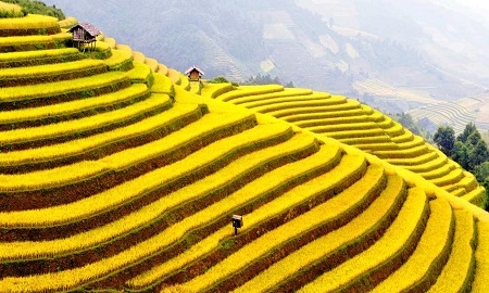 “Di tích quốc gia” ruộng bậc thang Sa Pa đẹp nổi tiếng thế giới