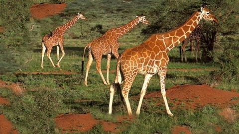 Khám phá thiên đường hoang dã Kenya