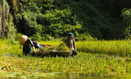 Tam Cốc – Bích Động đẹp mê hồn trong mùa lúa chín