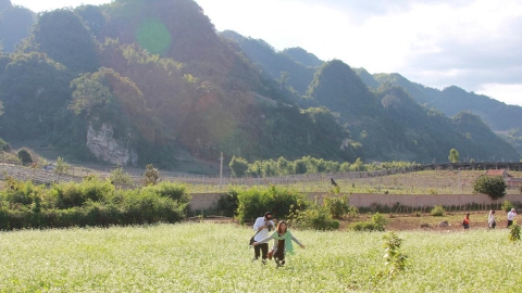 Tháng 12 lên Mộc Châu ngắm hoa cải trắng