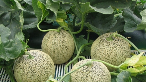 Mùa dưa melon ở Ibaraki