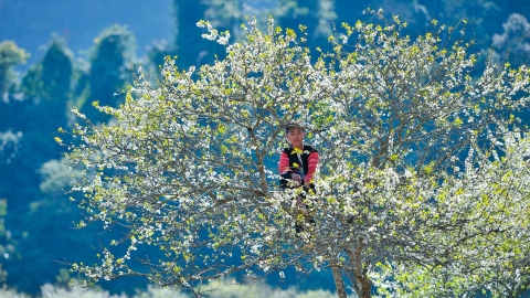 Mộc Châu những ngày đầu xuân