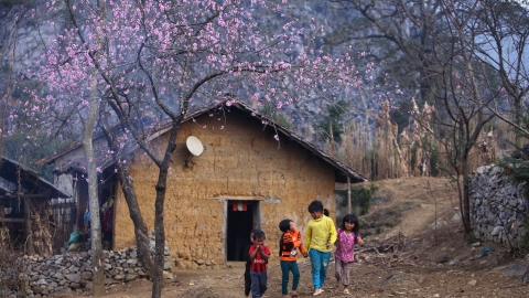 Sắc hoa ngẩn ngơ ở Hà Giang