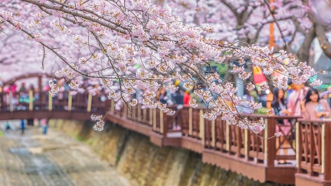 Trải nghiệm mùa hoa anh đào với Klook