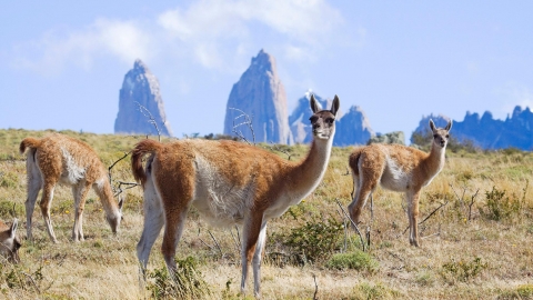 Ngắm động vật hoang dã ở Patagonia