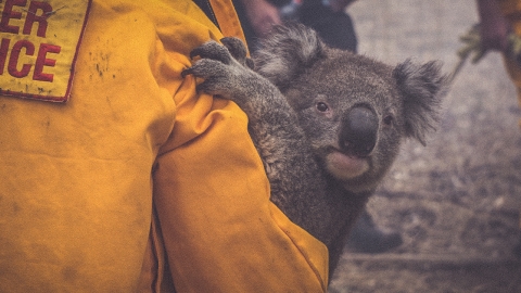 Australia vẫn đang chìm trong biển lửa