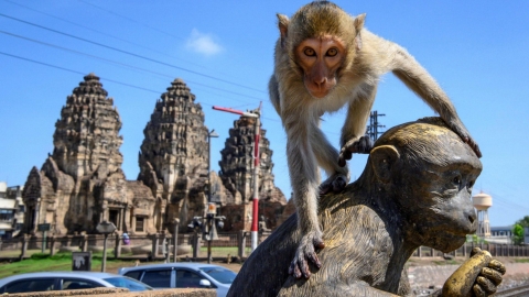 Thái Lan triệt sản khỉ ở Lopburi
