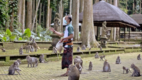 Những ngôi làng ở Bali bị tấn công bởi khỉ đói