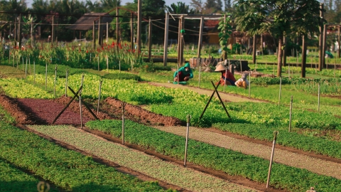 Trà Quế - làng rau 300 năm ngát hương