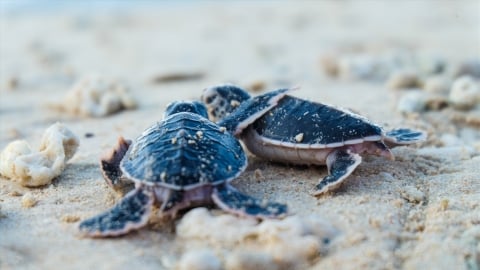 Biến bãi đẻ của rùa biển thành khu du lịch sinh thái