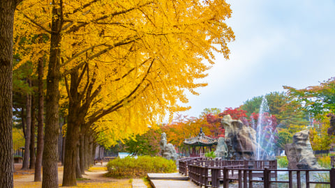 Hàng trăm địa điểm lưu trú trên hòn đảo Jeju đang đóng cửa gây “cú sốc” lớn