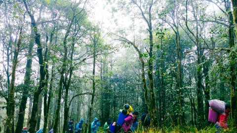 Khám phá rừng già Hoàng Liên Sơn - hành trình chạm tới 'nóc nhà Đông Dương'