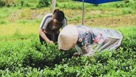 Nơi lưu giữ tinh hoa “đệ nhất danh trà” xứ Thái Nguyên